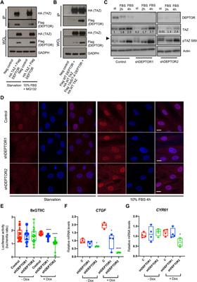 Skeletal diseases caused by mutations in PTH1R show aberrant differentiation of skeletal progenitors due to dysregulation of DEPTOR